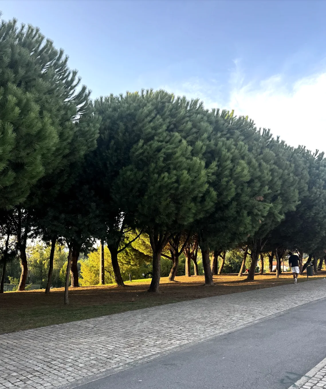 Caminho ladeado por pinheiros no parque da cidade de Paredes, junto à Piscina Verde